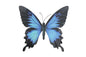 Primus Large Metal Butterfly Blue and Black Outdoor Garden Home Decoration Wall Art