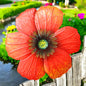 Large Metal Wall Mounted Poppy